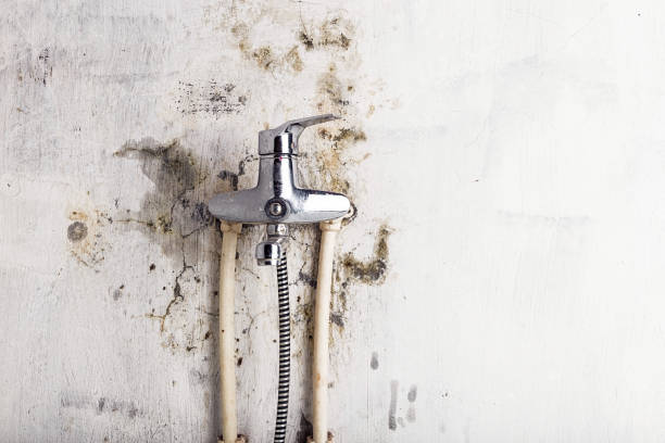 Best Mold Removal Company Near Me  in Stroville, CA