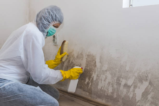 Best Certified Mold Removal  in Stroville, CA