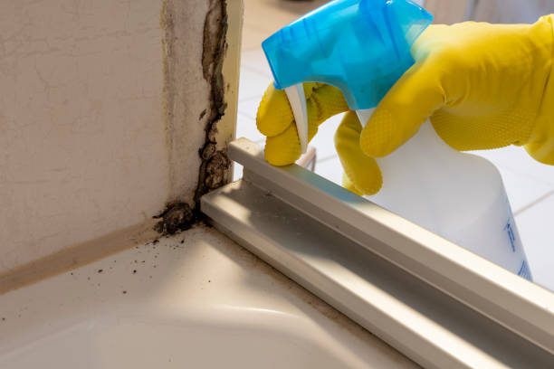 Mold Testing and Removal in Castroville, CA