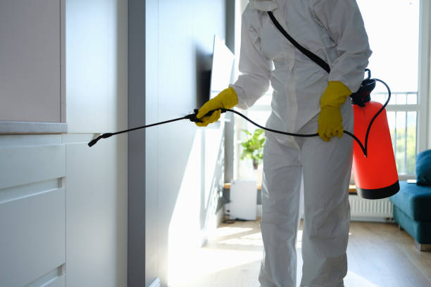 Mold Removal and Inspection in Castroville, CA