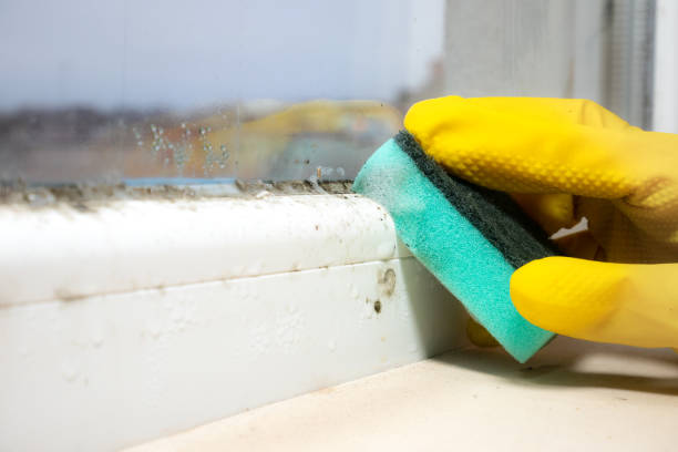 Best Mold Cleaning Services  in Stroville, CA