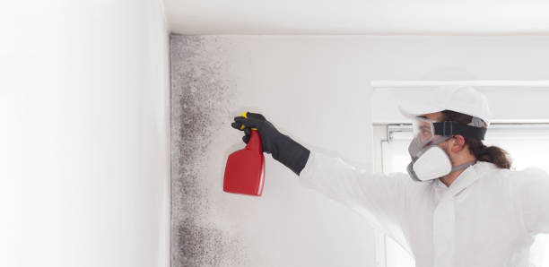 Best Office Mold Removal Services  in Stroville, CA