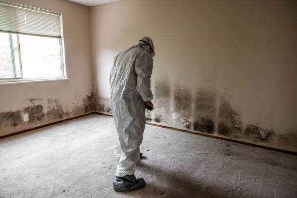 Best Certified Mold Removal  in Stroville, CA