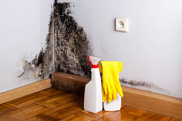 Best Home Mold Removal  in Stroville, CA