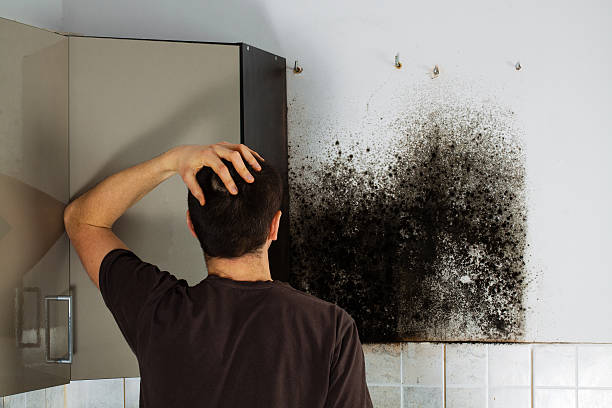 Attic Mold Removal in Castroville, CA