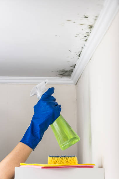 Best Professional Mold Removal  in Stroville, CA