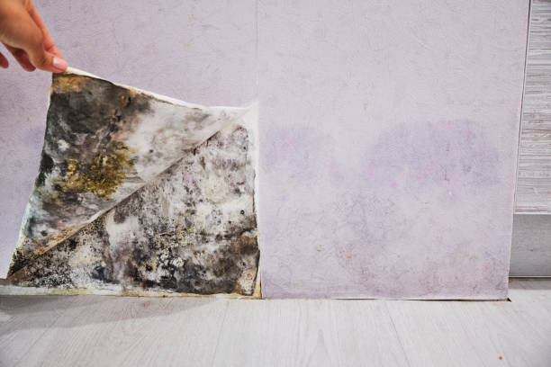 Best Mold Removal Near Me  in Stroville, CA